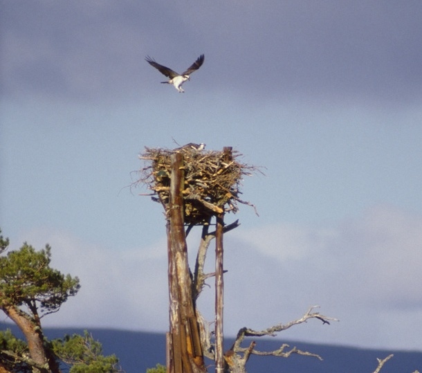 rspb osprey centre